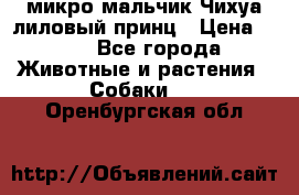микро мальчик Чихуа лиловый принц › Цена ­ 90 - Все города Животные и растения » Собаки   . Оренбургская обл.